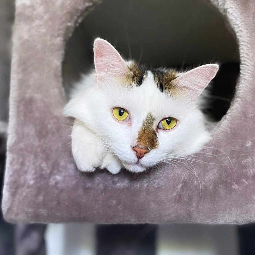 Yuki a rejoint le concours — aidez-le/la à gagner de superbes lots ! abyssinian, angora, animal, blackcat, cat, cushion, den, egyptiancat, hole, homedecor, indoors, kitten, manx, pet, siamese, snout