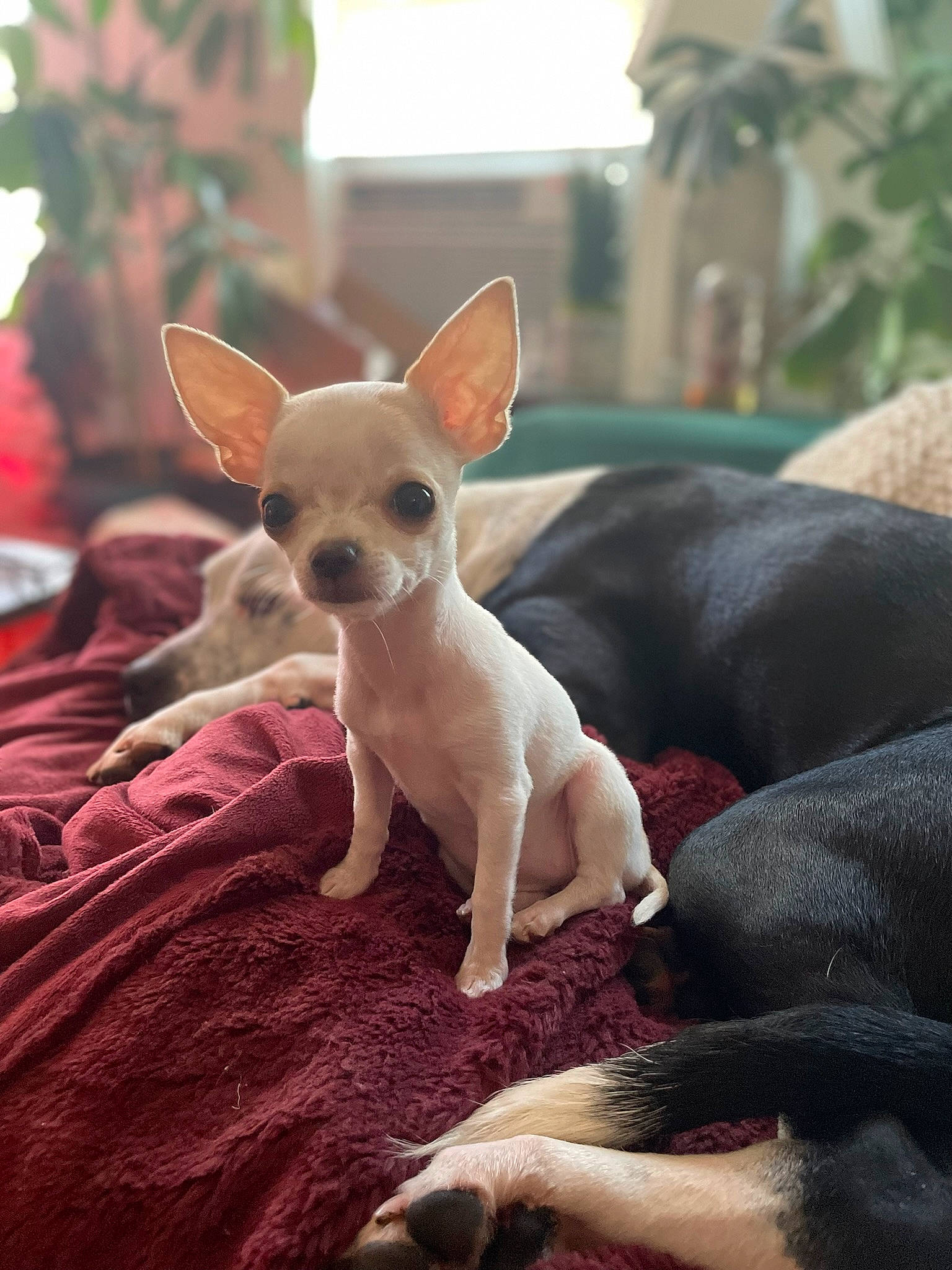 Penny is registered to the contest to win money with this photo: canidae, carnivore, chihuahua, comfort, companion_dog, corgi_chihuahua, dog, dog_breed, ear, fawn, fur, russkiy_toy, snout, terrestrial_animal, toy_dog, vertebrate, whiskers, wildlife, working_animal