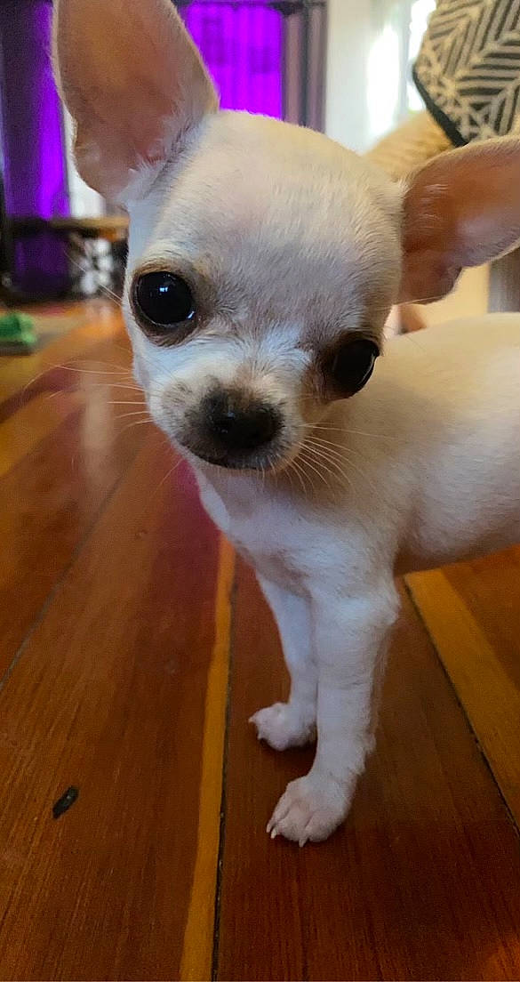 Penny joined the competition — help win amazing prizes! canidae, carnivore, chihuahua, companion_dog, dog, dog_breed, ear, fawn, flooring, fur, hardwood, plank, snout, terrestrial_animal, toy_dog, varnish, whiskers, wood, wood_stain, working_animal