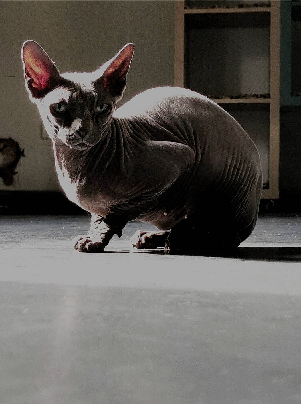 Gin participe au concours pour gagner de l'argent avec cette photo : carnivore, cat, cornish_rex, devon_rex, donskoy, felidae, kitten, mammal, peterbald, small_to_medium_sized_cats, sphynx, whiskers