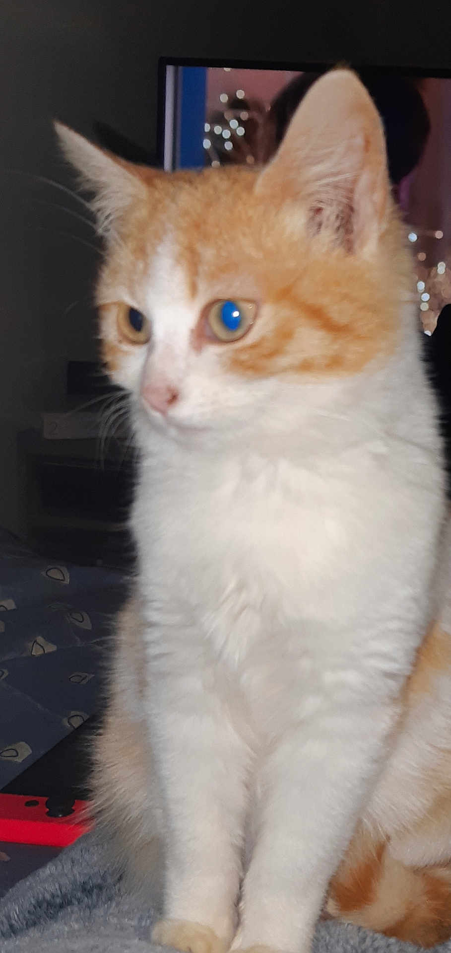 Blanche participe au concours pour gagner de l'argent avec cette photo : cat, orange_and_white, indoor, fluffy, curious, close_up, pet, animal, whiskers, ears, sitting, blanket, furniture, soft, domestic, cute, fur, eyes, mammal, portrait