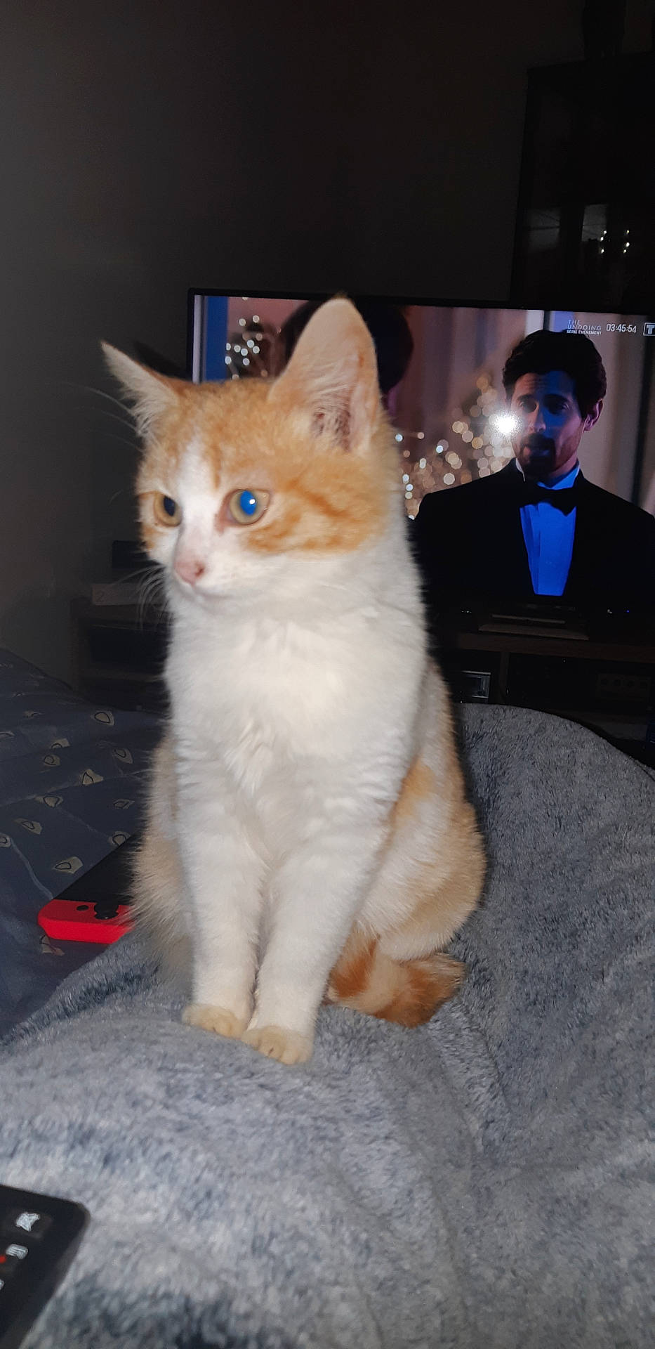 animal, background, blanket, cat, cozy, dim_lighting, eyes, fur, furniture, game_controller, indoor, kitten, living_room, orange_and_white, person_on_tv, pet, remote_control, sitting, soft_texture, television