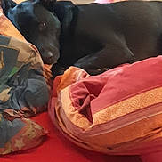 Leïka participe au concours pour gagner de l'argent avec cette photo : dog, black_dog, blanket, red_surface, cozy, sleepy, indoor, home, furniture, resting, comfort, pile_of_blankets, wooden_furniture, laundry_basket, pet, animal, relaxed, domestic, snuggling