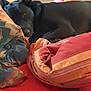 animal, black_dog, blanket, comfort, cozy, dog, domestic, furniture, home, indoor, laundry_basket, pet, pile_of_blankets, red_surface, relaxed, resting, sleepy, snuggling, wooden_furniture
