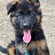 Memphis a rejoint le concours — aidez-le/la à gagner de superbes lots ! animal, black, brown, canine, collar, cute, dog, fluffy, fur, german_shepherd, happy, leash, outdoor, pet, playful, portrait, puppy, sitting, tongue_out, young