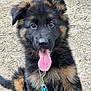 animal, black, brown, canine, collar, cute, dog, fluffy, fur, german_shepherd, happy, leash, outdoor, pet, playful, portrait, puppy, sitting, tongue_out, young