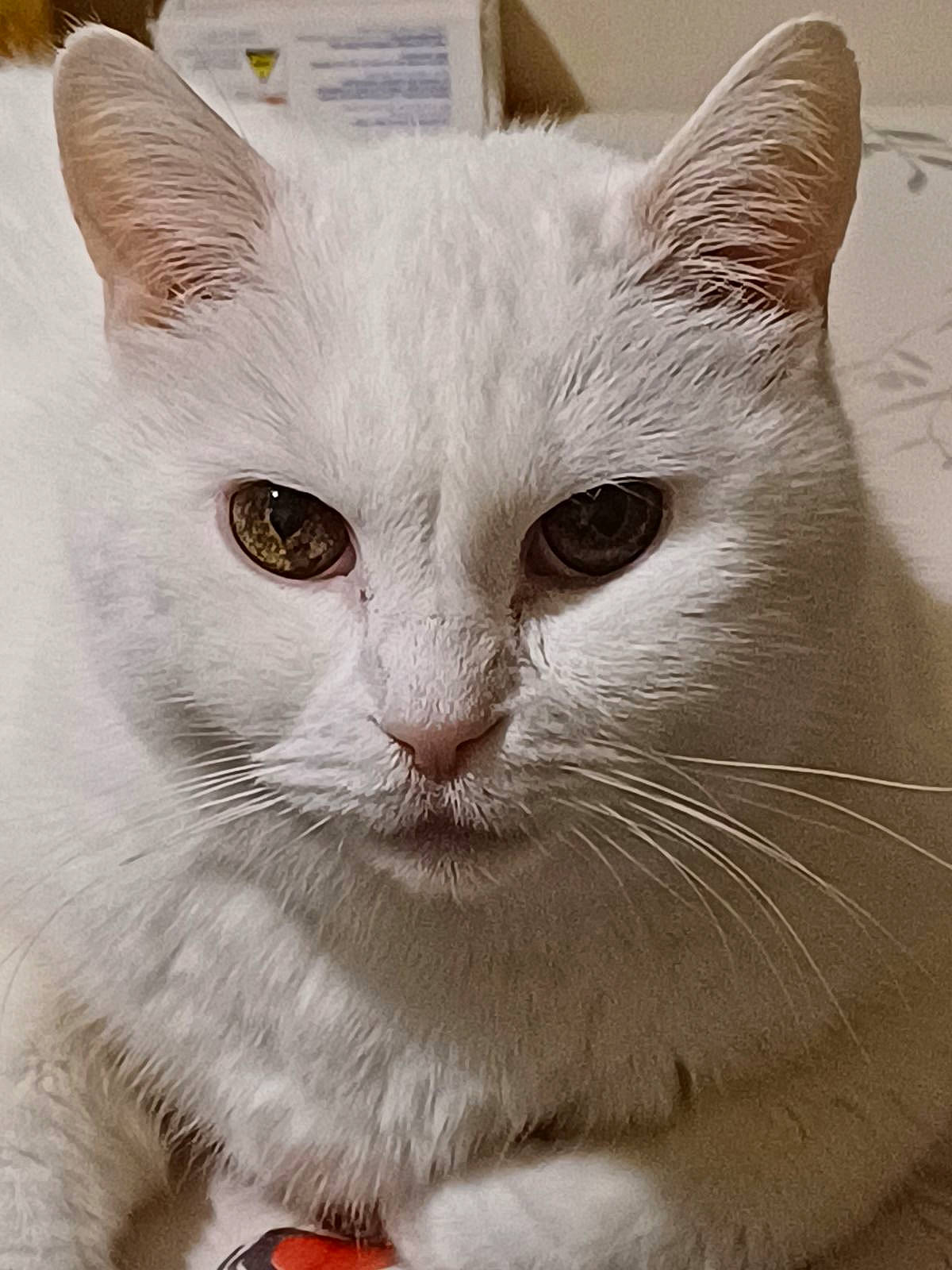 Flocon participe au concours pour gagner de l'argent avec cette photo : carnivore, cat, cat_supply, comfort, coquelicot, domestic_short_haired_cat, felidae, fur, paw, small_to_medium_sized_cats, snout, whiskers, window