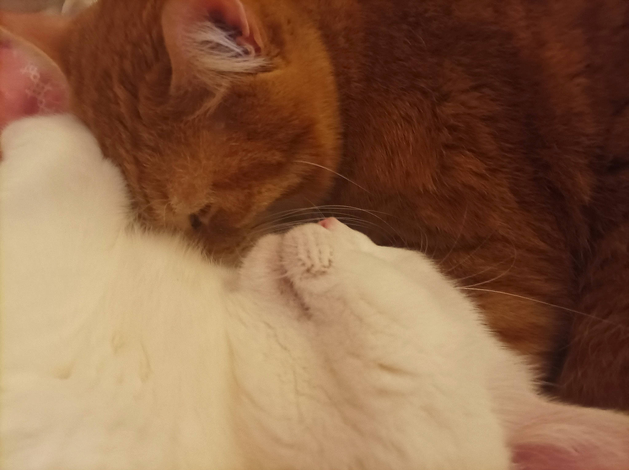 Ilan a rejoint le concours — aidez-le/la à gagner de superbes lots ! brown, canidae, carnivore, cat, claw, comfort, companion_dog, dog_breed, fawn, felidae, fur, liver, nap, paw, small_to_medium_sized_cats, snout, sporting_group, tail, terrestrial_animal, whiskers