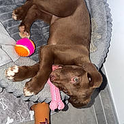 Athéna a rejoint le concours — aidez-le/la à gagner de superbes lots ! ball, blanket, brown_puppy, chew_toy, closeup, dog, dog_bed, ears, eyes, gaze_up, indoor, lying_down, nose, paws, pet, playful, plush_toy, puppy, tiled_floor, toy