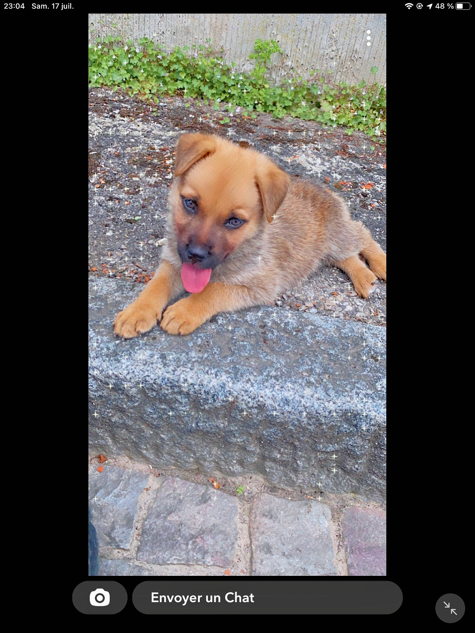 Junior participe au concours pour gagner de l'argent avec cette photo : canidae, carnivore, communication_device, companion_dog, display_device, dog, dog_breed, dog_supply, fawn, font, multimedia, output_device, paw, photo_caption, plant, screenshot, snout, sporting_group, street_dog, tail