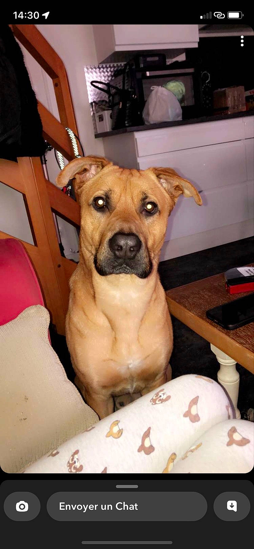 Junior a rejoint le concours — aidez-le/la à gagner de superbes lots ! carnivore, chair, collar, comfort, companion_dog, dog, dog_breed, dog_collar, eye, fawn, furniture, guard_dog, molosser, pet_supply, snout, table, whiskers, wood, working_animal, wrinkle