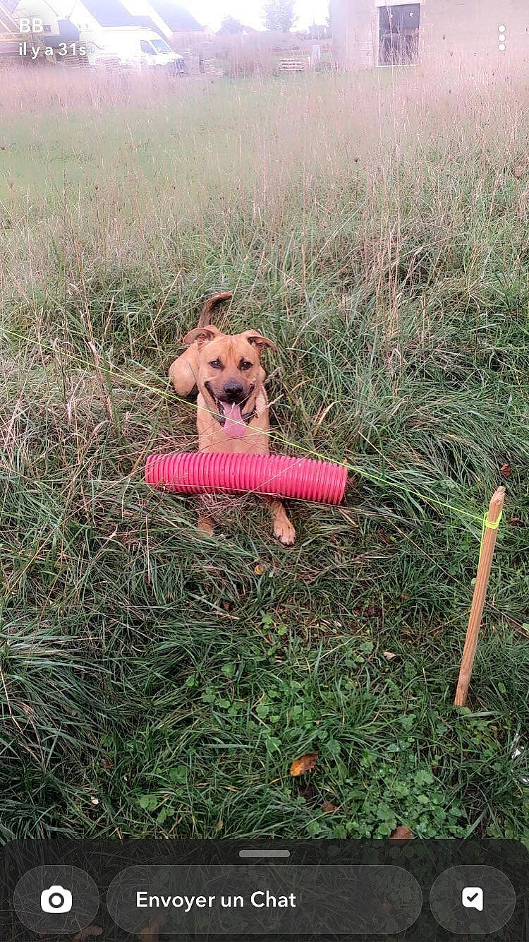 Junior a rejoint le concours — aidez-le/la à gagner de superbes lots ! canidae, carnivore, companion_dog, dog, dog_breed, dog_clothes, fawn, field, grass, grass_family, grassland, landscape, pasture, plant, prairie, soil, sporting_group, tail, terrier, toy