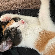 Cleo joined the competition — help win amazing prizes! cat, calico, sleeping, paw, fur, whiskers, pink_nose, cozy, blanket, resting, pet, animal, cute, relaxed, indoor, closeup, soft, ears, feline, nap