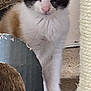 Cleo is registered to the contest to win money with this photo: cat, kitten, calico, fur, ears, eyes, cardboard_scratch, scratching_post, carpet, indoor, pet, animal, cute, whiskers, playful, feline, young, closeup, curious, domestic