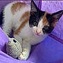 Cleo is registered to the contest to win money with this photo: kitten, calico, cat, toy_mouse, purple, fabric, playful, pet, animal, cute, whiskers, claws, indoor, young, fur, small, curious, paws, closeup, resting