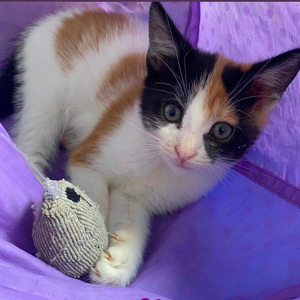 Cleo is registered to the contest to win money with this photo: animal, calico, cat, claws, closeup, curious, cute, fabric, fur, indoor, kitten, paws, pet, playful, purple, resting, small, toy_mouse, whiskers, young