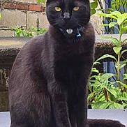 Richards Furbabies is registered to the contest to win money with this photo: alert, animal, bell, black_cat, brick_wall, cat, collar, domestic_animal, feline, fur, greenery, nature, outdoor, pet, plant, portrait, sitting, tail, whiskers, yellow_eyes