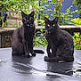 Richards Furbabies is registered to the contest to win money with this photo: animal, black_cat, cat, collar, companions, curious, daylight, feline, fur, garden, greenery, nature, outdoor, peaceful, pets, plants, sitting, table, two_animals, yellow_eyes