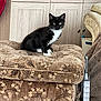 Nyla joined the competition — help win amazing prizes! cat, kitten, black_and_white, furniture, chair, cushion, indoor, pet, animal, curious, cozy, blanket, cabinet, home, domestic, soft_texture, sitting, looking, cute, living_room