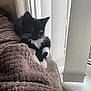 Nyla joined the competition — help win amazing prizes! kitten, cat, black_and_white, blanket, window, vertical_blinds, indoor, curious, feline, pet, soft_texture, cozy, resting, young_cat, whiskers, paws, home, daylight, couch, relaxed