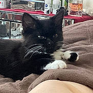 Nyla joined the competition — help win amazing prizes! kitten, cat, black_and_white, whiskers, blanket, bed, indoor, furniture, dresser, mirror, soft, relaxing, paw, pet, cute, feline, animal, cozy, resting, home