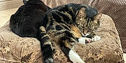 Harry is registered to the contest to win money with this photo: cat, tabby_cat, black_cat, sleeping, resting, paws, feline, pet, cozy, cushion, fabric, texture, indoor, animal, two_animals, relaxation, fur, close_up, home, nap