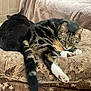 cat, tabby_cat, black_cat, sleeping, resting, paws, feline, pet, cozy, cushion, fabric, texture, indoor, animal, two_animals, relaxation, fur, close_up, home, nap