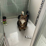 Harry is registered to the contest to win money with this photo: cat, tabby, shower, bathroom, pet, animal, indoor, curious, fur, white_paws, white_chest, container, bottle, foil_packet, floor, tile, glass_door, reflection, cleaning_product, pet_in_shower