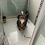 cat, tabby, shower, bathroom, pet, animal, indoor, curious, fur, white_paws, white_chest, container, bottle, foil_packet, floor, tile, glass_door, reflection, cleaning_product, pet_in_shower