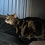 tabby_cat, cat, pet, indoor, blanket, feline, striped, resting, cozy, window_blinds, domestic_animal, fur, animal, person_partial, dark_clothing, side_view, relaxed, home, quiet, companion