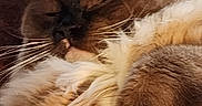 Mochie is registered to the contest to win money with this photo: brown_fur, cat, close_up, couch, cozy, domestic_cat, ear, feline, fluffy, fur_texture, indoor, nap, paw, pet, portrait, relaxed, resting, sleeping, whiskers, white_fur