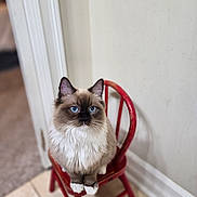 Mochie joined the competition — help win amazing prizes! cat, ragdoll, blue_eyes, fluffy, sitting, chair, red_chair, indoor, pet, animal, feline, cute, whiskers, paws, fur, portrait, looking, domestic, tile_floor, wall