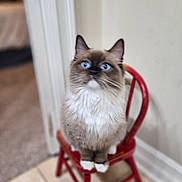 Mochie joined the competition — help win amazing prizes! background_blur, blue_eyes, cat, close_up, curious, ears, fluffy, gaze_up, home, indoor, long_fur, paws, pet, portrait, red_chair, shallow_depth_of_field, sitting, tile_floor, tiny_chair, whiskers
