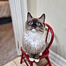 background_blur, blue_eyes, cat, close_up, curious, ears, fluffy, gaze_up, home, indoor, long_fur, paws, pet, portrait, red_chair, shallow_depth_of_field, sitting, tile_floor, tiny_chair, whiskers
