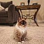 calm, carpet, cat, cozy, curious, domestic_animal, fluffy, fur, furniture, indoor, lamp, living_room, mammal, paws, pet, portrait, relaxed, sofa, table, whiskers