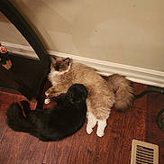 Mochie Sparkles is registered to the contest to win money with this photo: animal, baseboard, black_cat, cat, cats, cozy, cream_cat, cuddling, flower, fluffy, hardwood_floor, indoor, pet, plant, sleeping, table_leg, tail, vent, wall, wood_floor