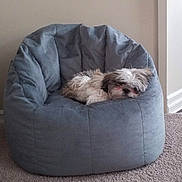 Ryder is registered to the contest to win money with this photo: dog, dog_face, small_dog, fluffy, sleeping, beanbag, chair, indoor, carpet, beige_wall, cozy, pet, resting, white_and_brown_fur, living_room, furniture, soft, cute, relaxed, upholstery