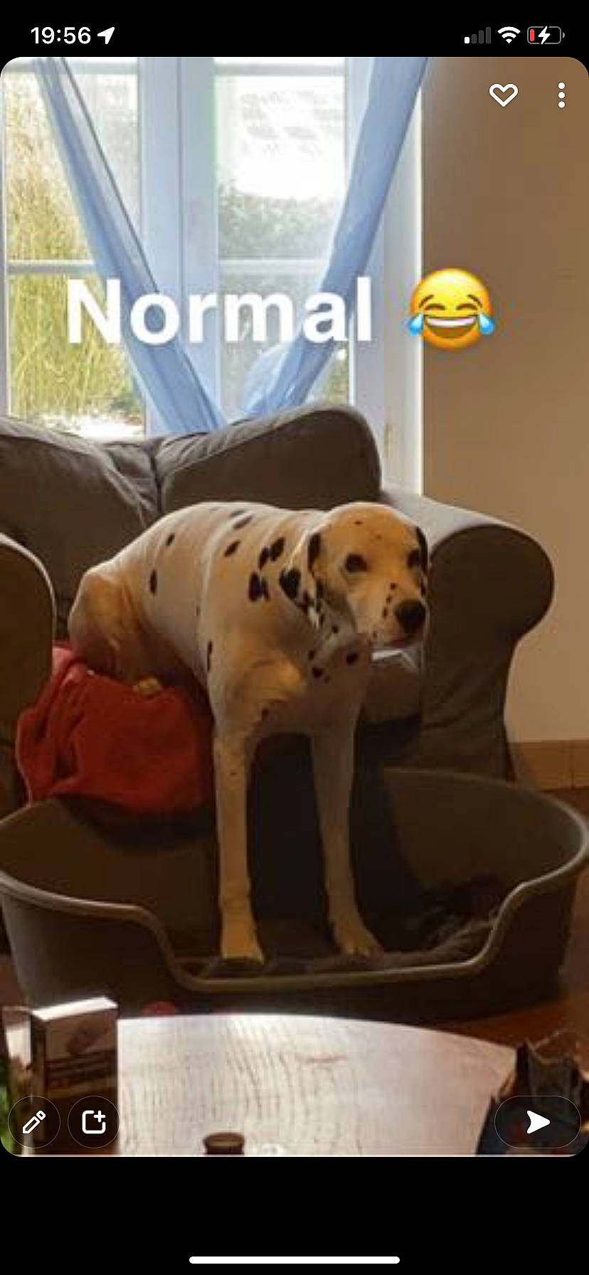 Nice a rejoint le concours — aidez-le/la à gagner de superbes lots ! canidae, carnivore, chair, comfort, companion_dog, couch, desk, dog, dog_breed, dog_supply, fawn, flooring, furniture, paw, pet_supply, sitting, sporting_group, table, tail, working_animal