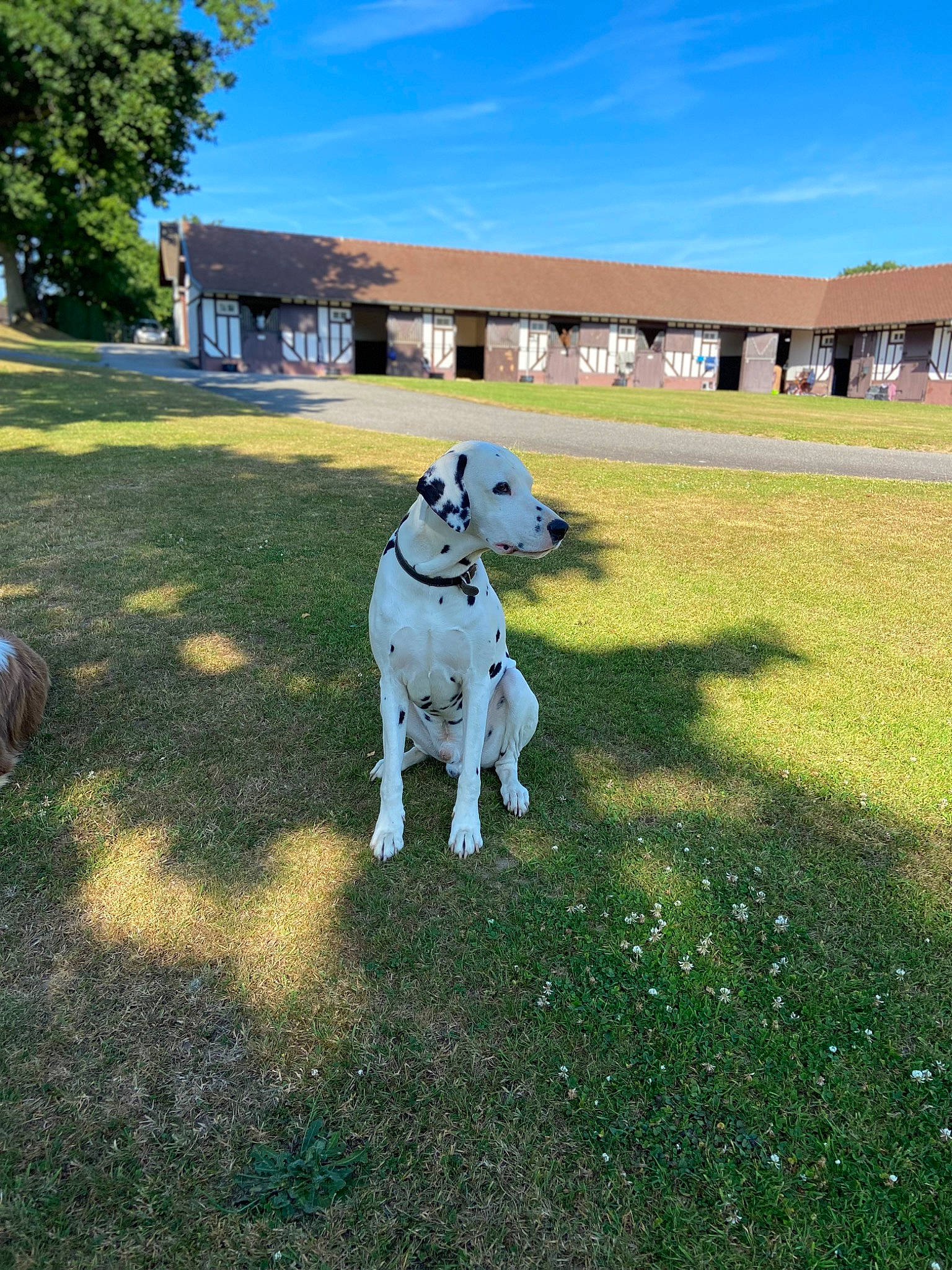 Nice participe au concours pour gagner de l'argent avec cette photo : building, carnivore, cloud, collar, companion_dog, dog, dog_breed, dog_supply, fawn, grass, house, landscape, lawn, plant, sky, snout, tail, tree, window, working_animal