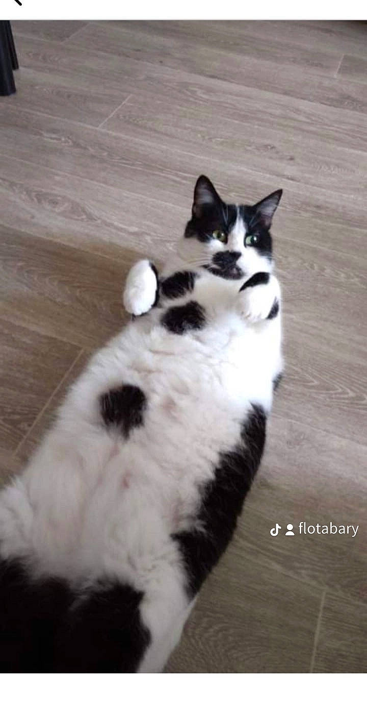 Caline a rejoint le concours — aidez-le/la à gagner de superbes lots ! canidae, carnivore, cat, dog_breed, domestic_short_haired_cat, felidae, flooring, foot, fur, hardwood, monochrome_photography, paw, sitting, small_to_medium_sized_cats, snout, tail, terrestrial_animal, water, whiskers, wood