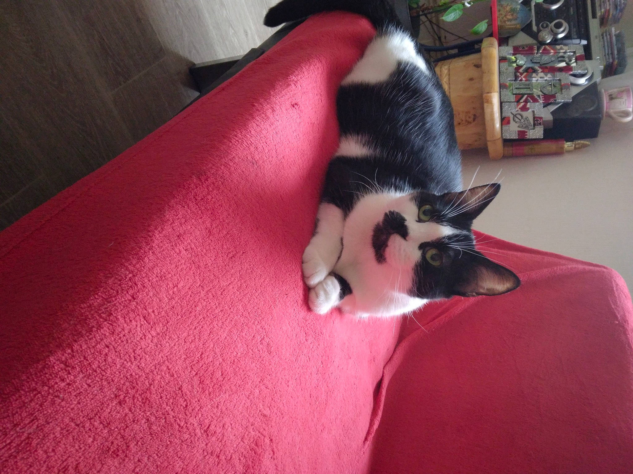 Caline participe au concours pour gagner de l'argent avec cette photo : canidae, carmine, carnivore, cat, comfort, companion_dog, dog_breed, domestic_short_haired_cat, felidae, flooring, fur, hardwood, human_leg, linens, magenta, room, small_to_medium_sized_cats, sporting_group, tail, whiskers