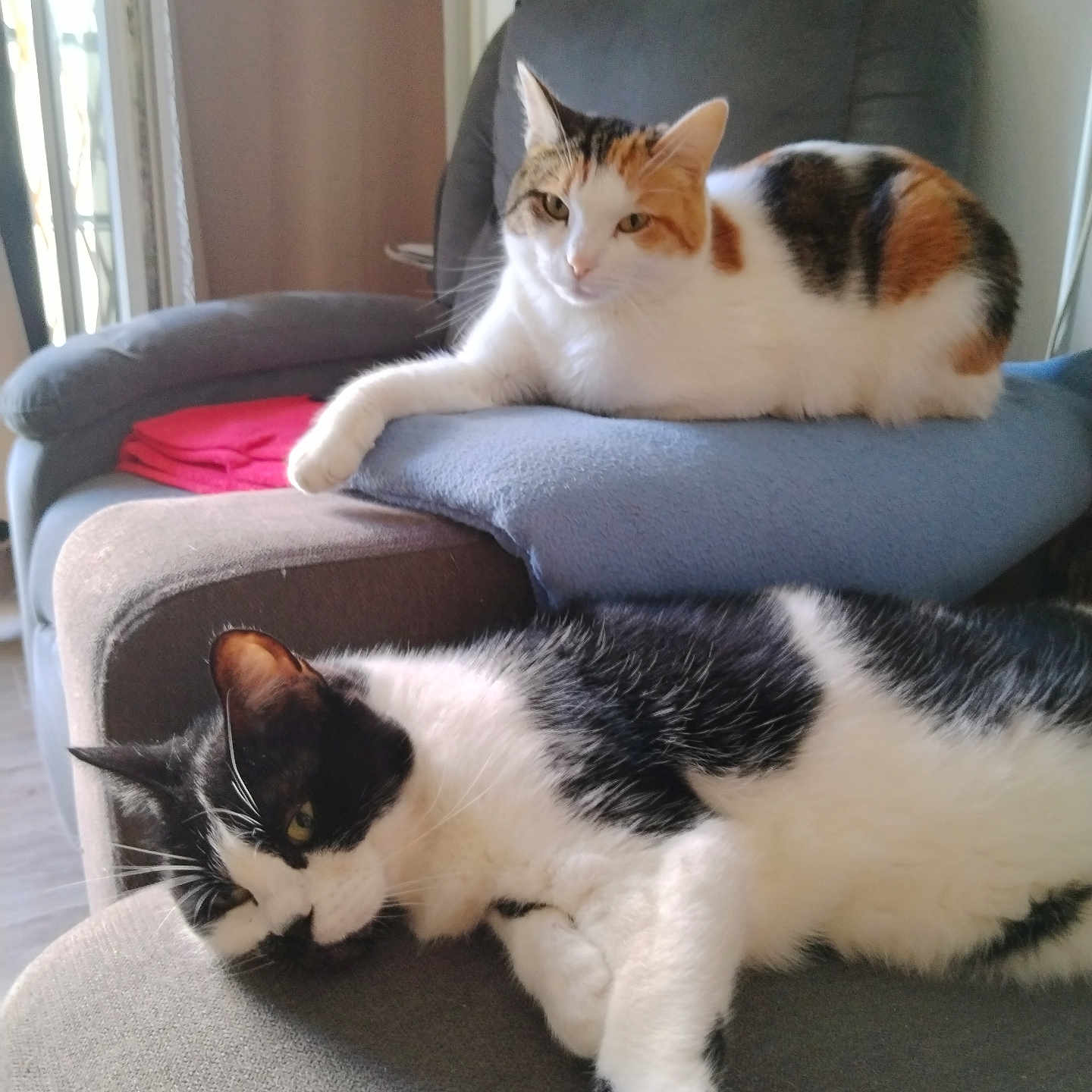 Caline Et Vénus participe au concours pour gagner de l'argent avec cette photo : cat, calico_cat, black_and_white_cat, pet, animal, indoor, chair, cushion, relaxing, feline, resting, domestic_animal, fur, whiskers, home, cozy, sleepy, living_room, window, daylight