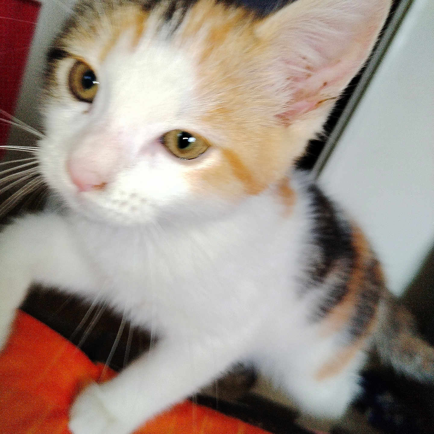 Vénus