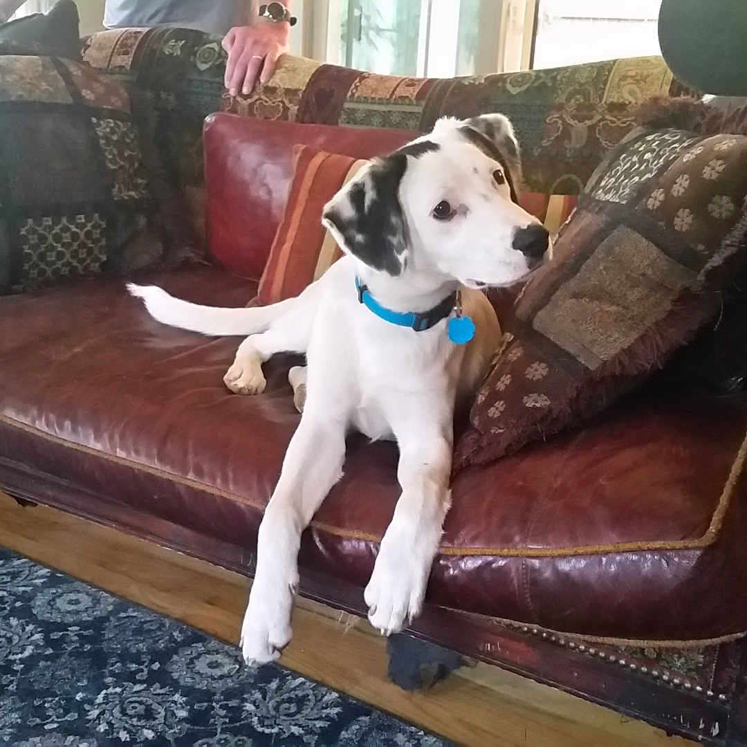 Monk is registered to the contest to win money with this photo: adult, animal, architecture, canine, couch, cushion, dog, face, furniture, head, homedecor, hound, indoors, interiordesign, male, man, person, pet, pointer, puppy