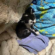 Stuart is registered to the contest to win money with this photo: kitten, black_and_white, cat, sleeping, blanket, soft, cozy, fur, texture, blue_blanket, purple_cloth, indoor, pet, young, cute, resting, small, animal, comfort, feline