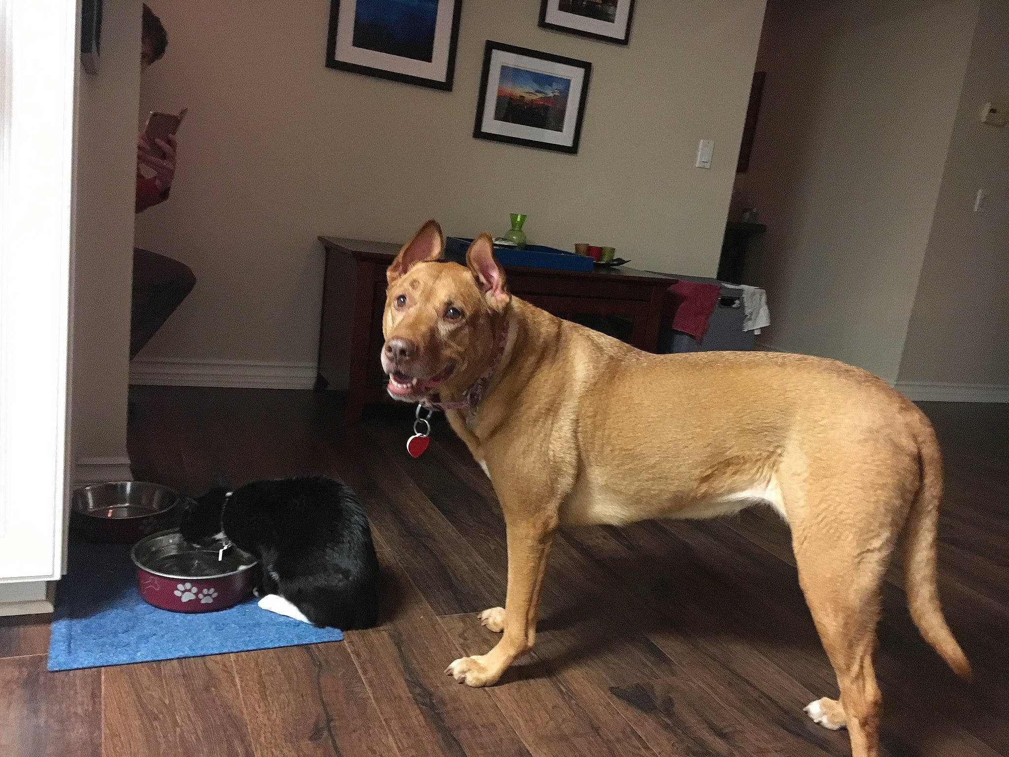 Honey joined the competition — help win amazing prizes! carnivore, collar, companion_dog, dog, dog_breed, dog_collar, dog_supply, fawn, floor, flooring, hardwood, laminate_flooring, pet_supply, picture_frame, room, snout, tail, wood, wood_flooring, working_animal