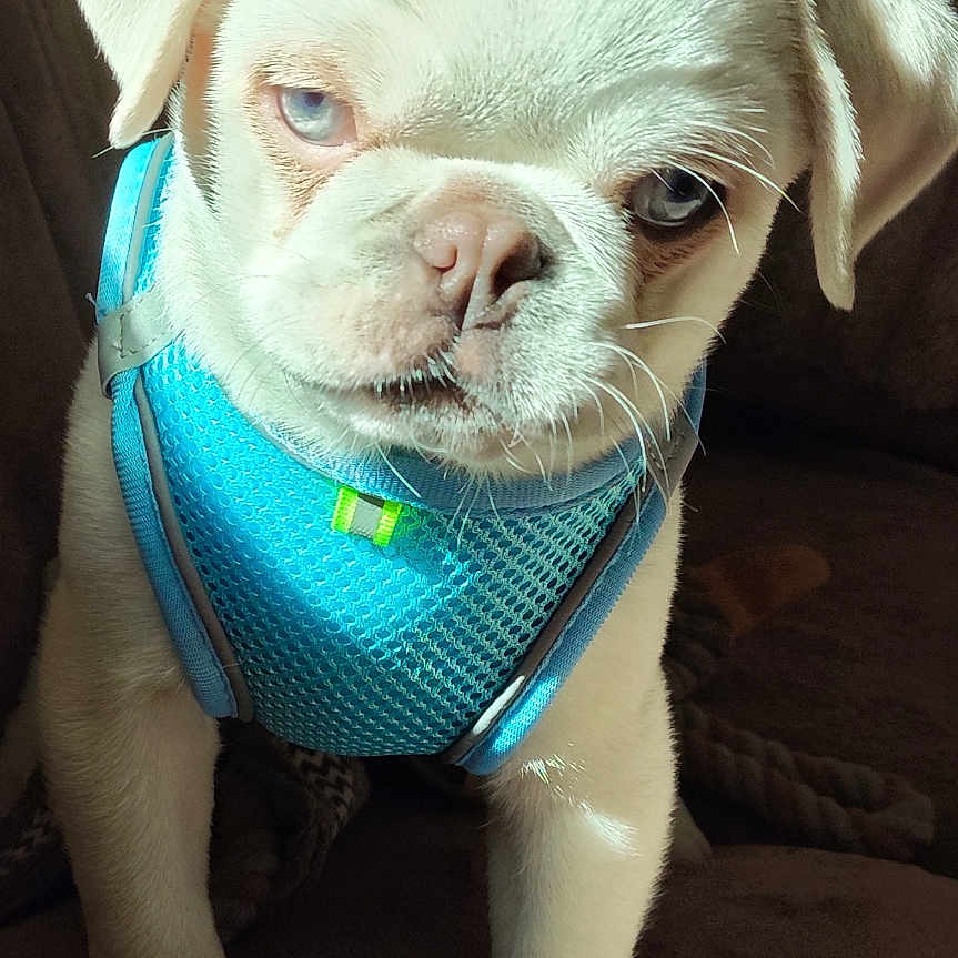 Kiko
