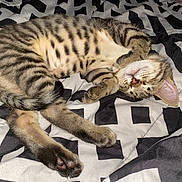 Cupcake is registered to the contest to win money with this photo: cat, kitten, sleeping, tabby, paw, fur, striped, whiskers, nose, bed, blanket, comfort, cozy, resting, cute, animal, pet, indoor, soft, relaxed
