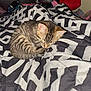 kitten, cat, sleeping, tabby, blanket, patterned_blanket, striped, fur, animal, pet, indoor, cozy, small, cute, resting, bedroom, shoes, bag, soft, domestic_cat