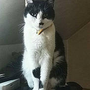 Felix a rejoint le concours — aidez-le/la à gagner de superbes lots ! cat, black_and_white, indoor, pet, sitting, collar, bell, desk, computer_mouse, printer, curious, fur, whiskers, animal, feline, portrait, domestic, household, furniture, cute